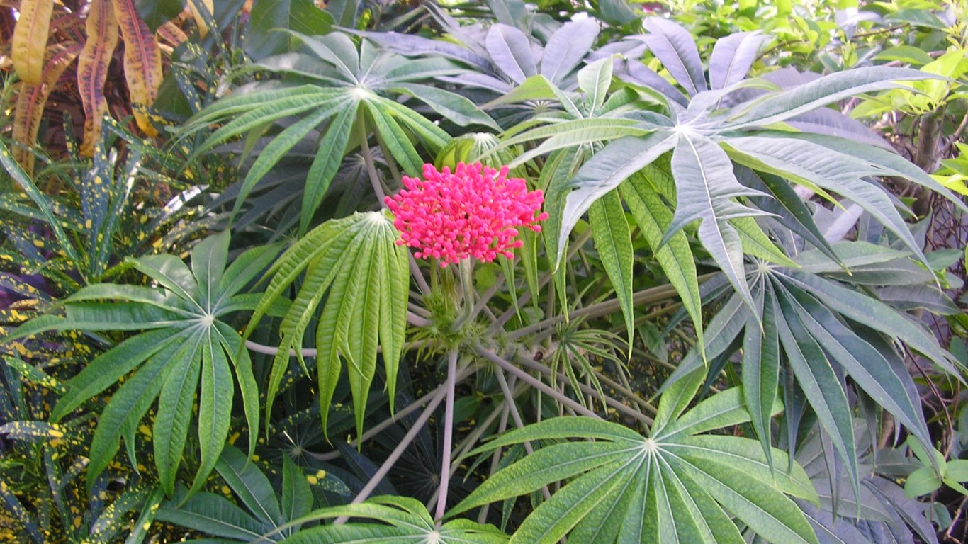 w052_red05_It-looks-like-a-weed-plant + red flower_point-a-pierre road_san fernando_trinidad_tt_20111223_tobagojo@gmail.com_P1010009C_1366w_768h